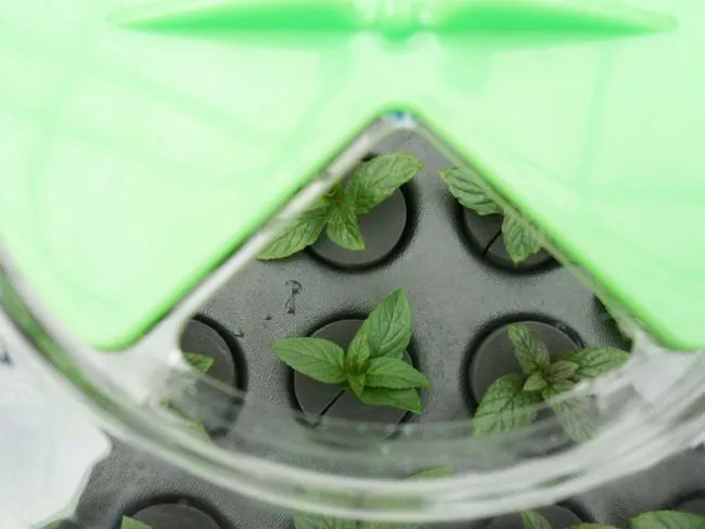 Aero-PROPAGATOR 77x61xh44cm