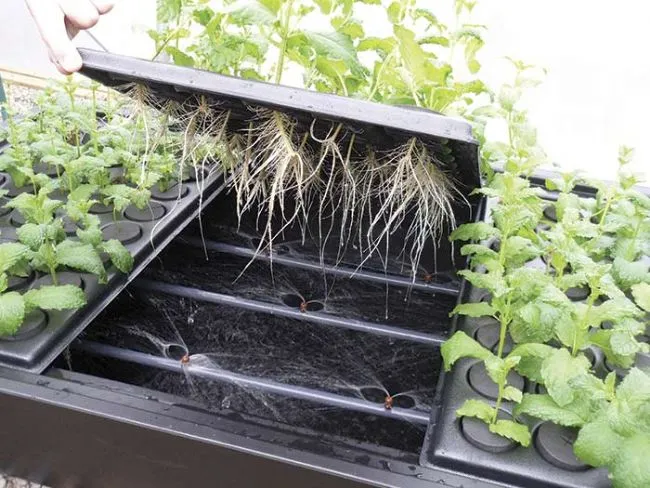 Aero-PROPAGATOR 77x61xh44cm